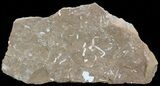Ordovician Bryozoans (Chasmatopora) Plate - Estonia #49995-1
